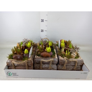 Arr.   Bol/Knolgewas L%