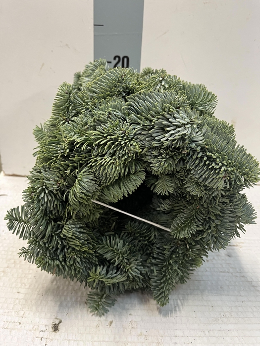 <h4>KRANS ABIES NOBILIS</h4>