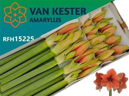 <h4>Hipp Ga Desire X15</h4>