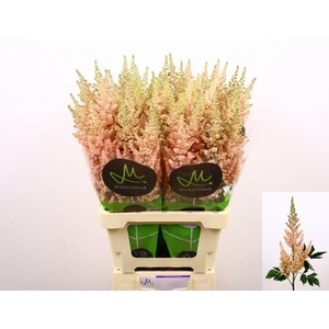 Astilbe Visions Inferno Marginpar