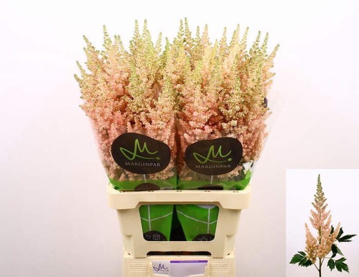 <h4>Astilbe Visions Inferno Marginpar</h4>
