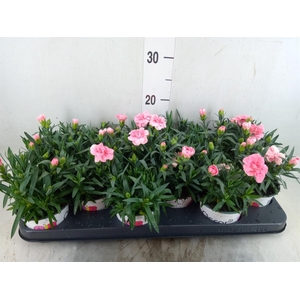 Dianthus  'Oscar Pink'