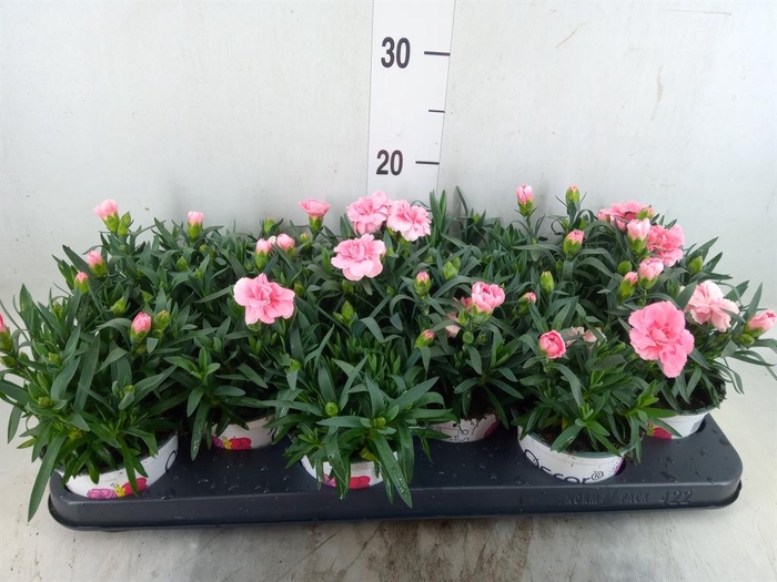 <h4>Dianthus  'Oscar Pink'</h4>
