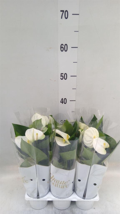 <h4>Anthurium andr. 'Cocos'</h4>