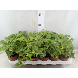 Hedera helix 'Yellow Ripple'