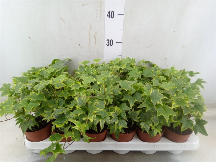 <h4>Hedera helix 'Yellow Ripple'</h4>