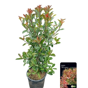 Photinia fras. 'Red Robin'