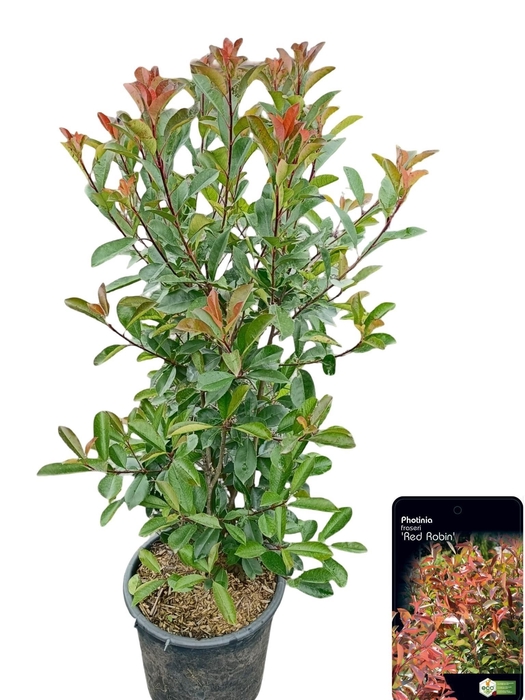 <h4>Photinia fras. 'Red Robin'</h4>
