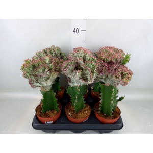 Euphorbia lactea