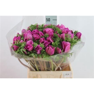 Anemone Mistral Super Orchid Lila