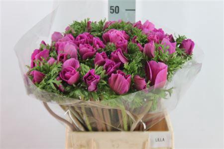 <h4>Anemone Mistral Super Orchid Lila</h4>