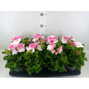 Pelargonium gran.   ..