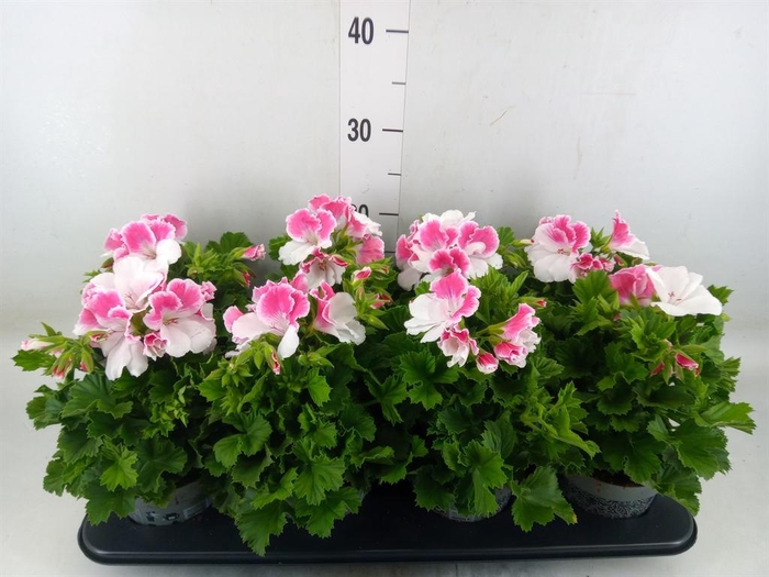 <h4>Pelargonium gran. ..</h4>