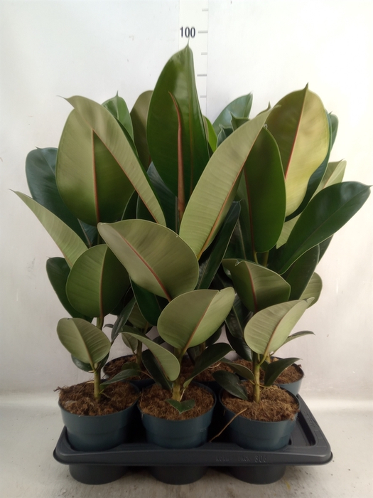 <h4>Ficus elastica 'Robusta'</h4>