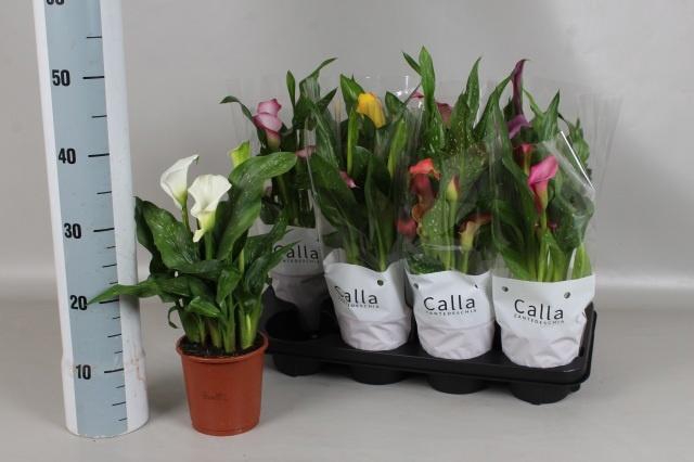 <h4>ZANT GEM 5 KL</h4>