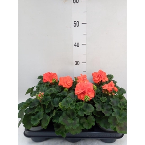 Pelargonium zona.   ...F1