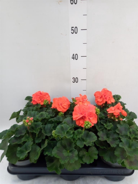 <h4>Pelargonium zona.   ...F1</h4>