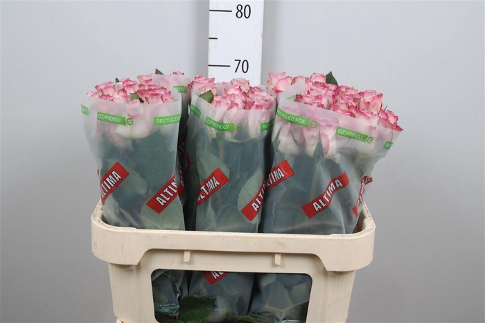 <h4>R Gr Memory Lane!</h4>