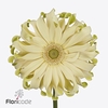 Gerbera diamond pasta carbonara