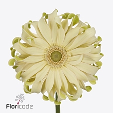 Gerbera diamond pasta carbonara