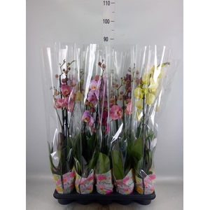 Phalaenopsis   ...mix  5