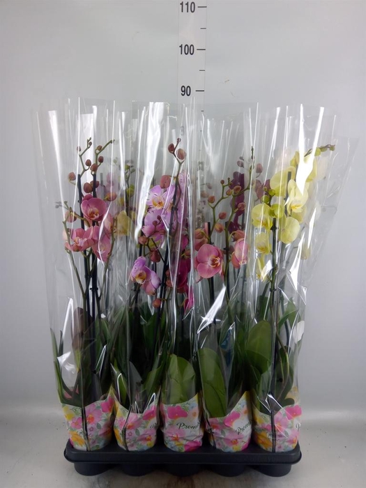 <h4>Phalaenopsis   ...mix  5</h4>