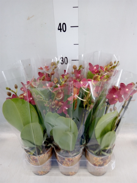 <h4>Phalaenopsis multi.   ...orange</h4>