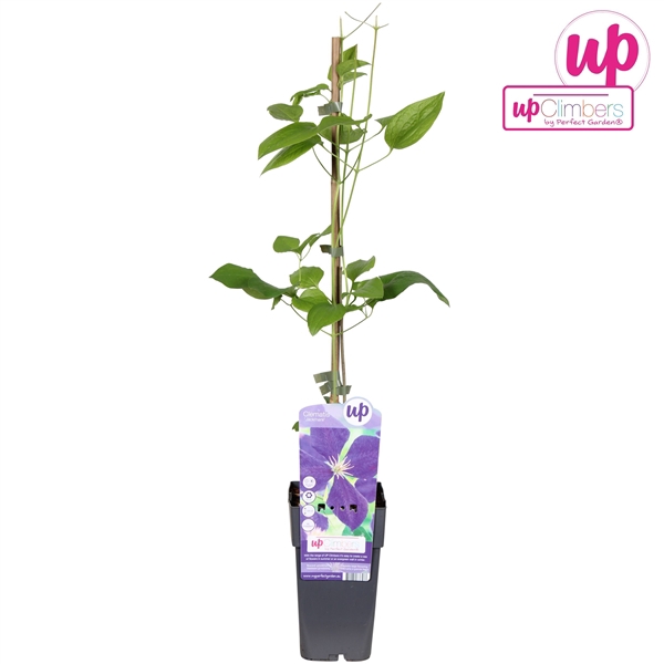 <h4>Clematis Jackmanii P15</h4>