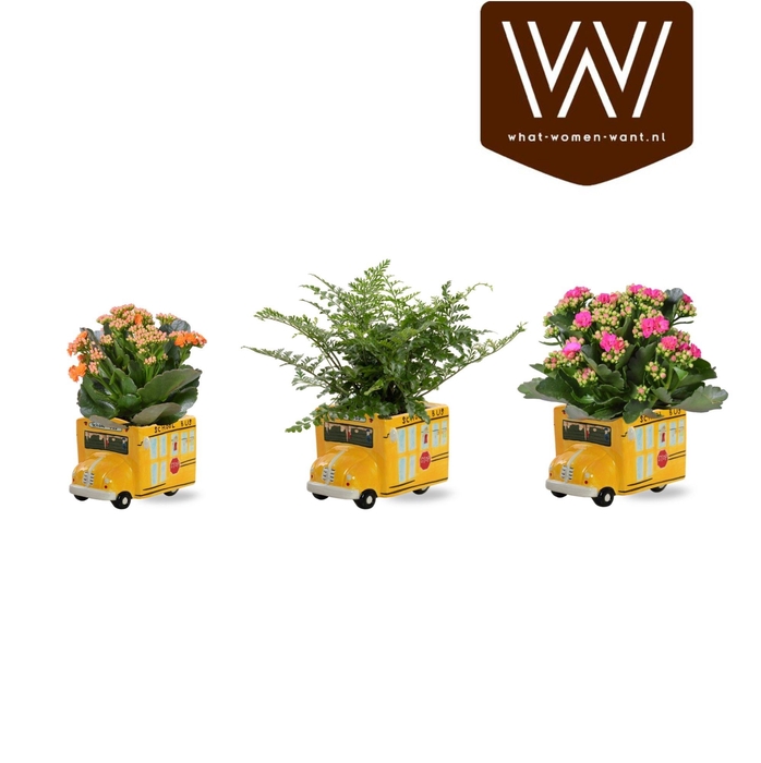 <h4>Collectie 'Bubble Collecties' - Bloeimix in Back to School bus Keramiek</h4>