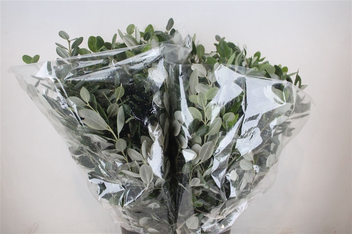 <h4>Pittosp Ralphi Leaves 200gr P Bunch</h4>