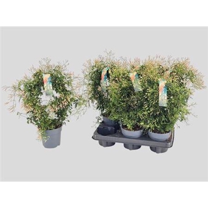 Jasm Polyanthum Wit 22+