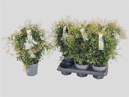 <h4>Jasm Polyanthum Wit 22+</h4>