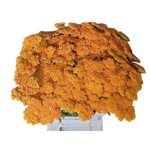 Achil Klb Orange