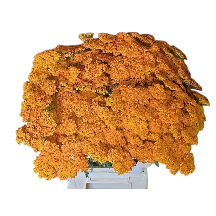 <h4>Achil Klb Orange</h4>