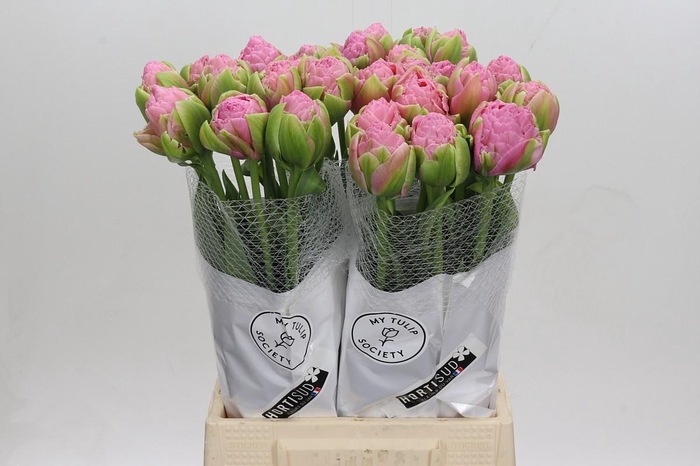 <h4>Tulipa (frans) Du Strawberry</h4>