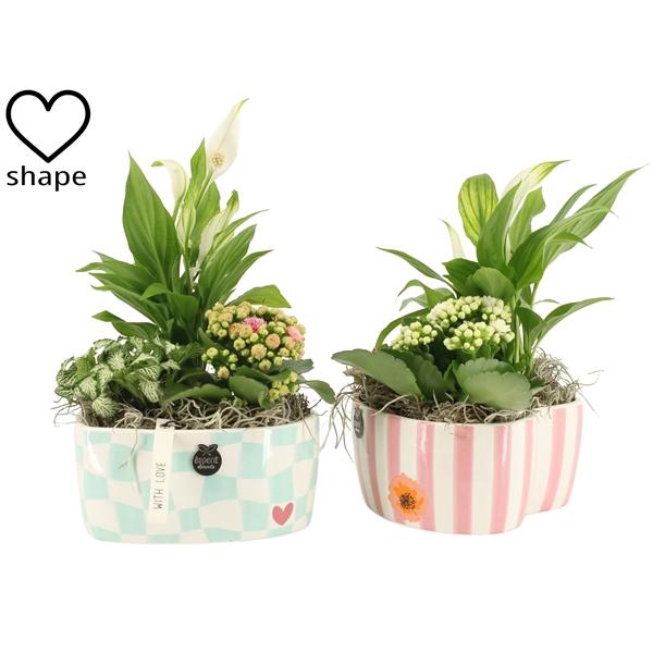 <h4>Arrangementen kamerplanten 6%</h4>