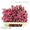 Cottonbush Pink