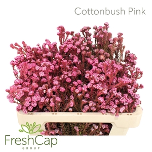 Cottonbush Pink