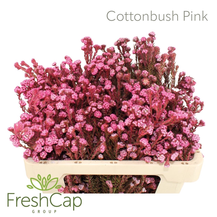 <h4>Cottonbush Pink</h4>