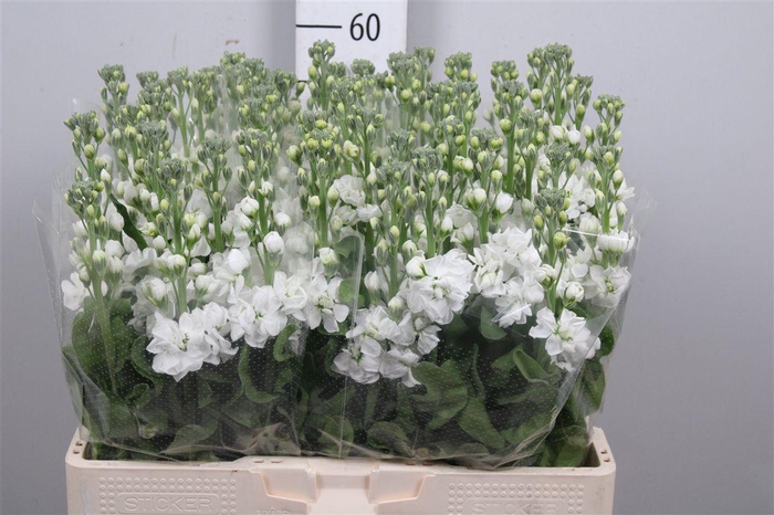 <h4>Matth Aida White</h4>