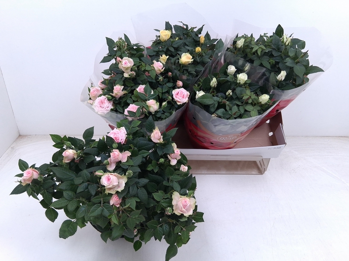 <h4>RO FAV RO GEM 3 SRT</h4>