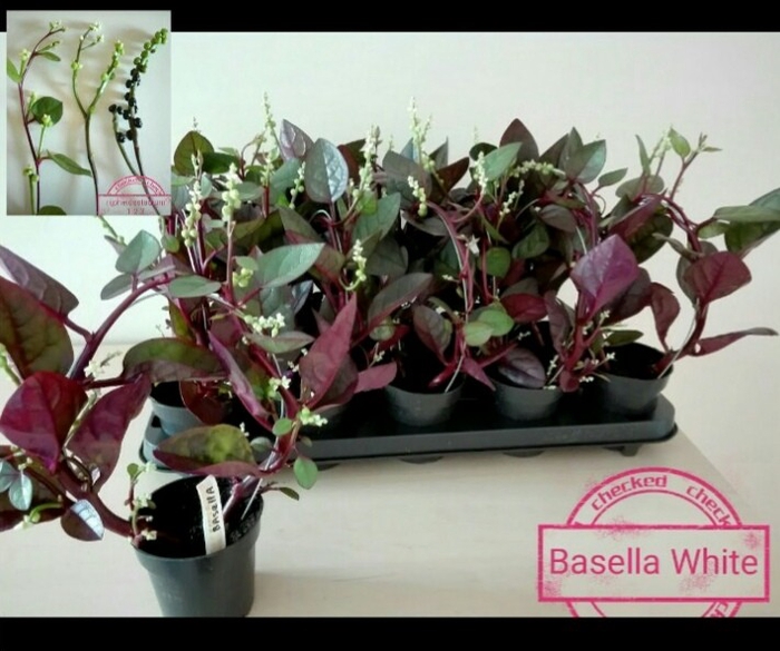 <h4>BASELLA ALBA ROSEBUD</h4>