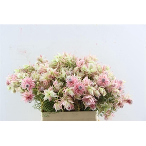 Blushing Bride - Satin Star 6-9