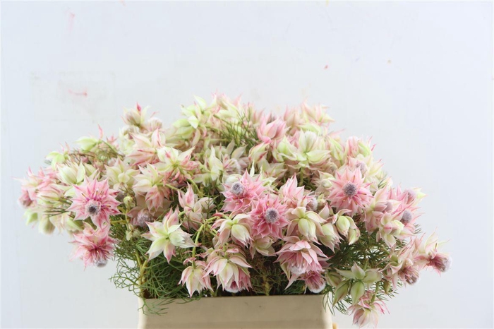 <h4>Blushing Bride - Satin Star 6-9</h4>
