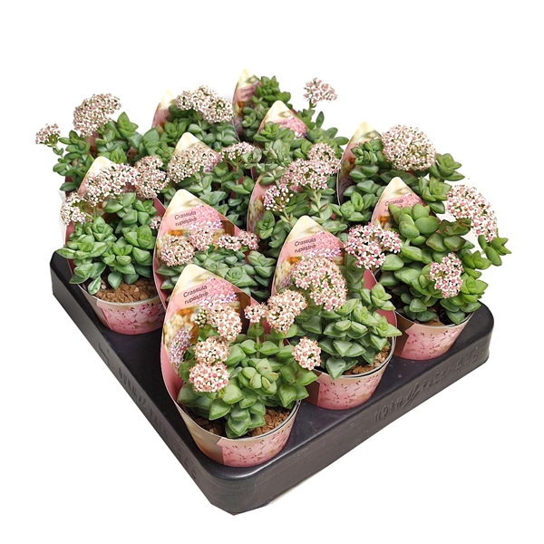 <h4>CRASSULA RUPESTRIS - POT Ø 6,5 WITH POTCOVER (SUCCULENTEN)</h4>