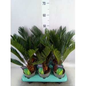 Cycas revoluta