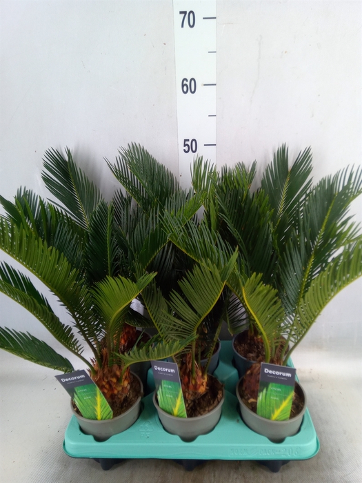 <h4>Cycas revoluta</h4>