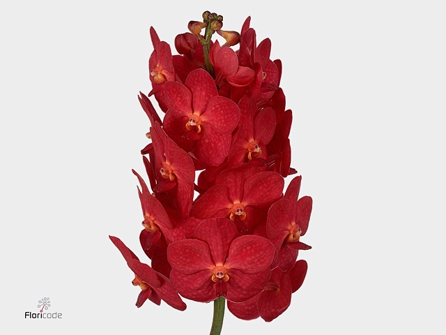 VANDA NA MAGIC RED