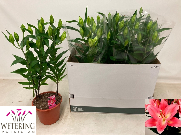 <h4>Lil Or Sunny Camino</h4>