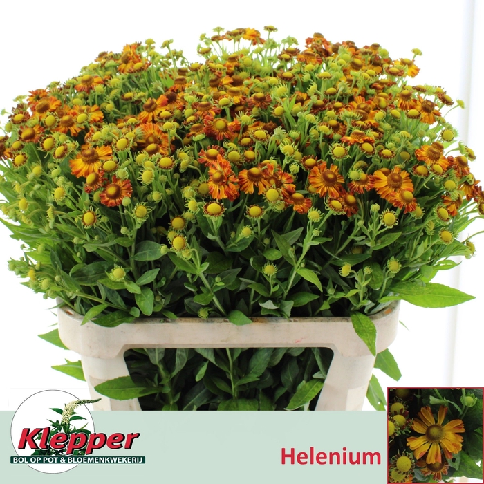 <h4>HELEN ORANGE BEAUTY</h4>